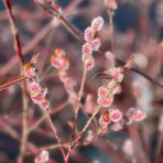 Vŕba štíhlopestíková (Salix gracilistyla) ´MOUNT ASO´® - výška 70-100 cm, kont. C18L